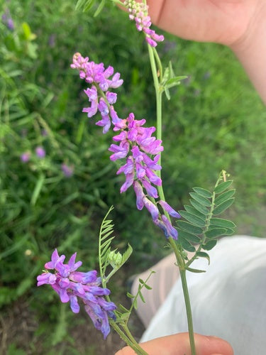 Wyka ptasia — Bild 3