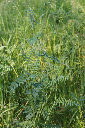 Wyka ptasia — Bild 4