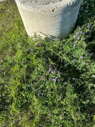 Wyka ptasia — Bild 3