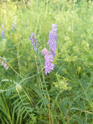 Wyka ptasia — Bild 5