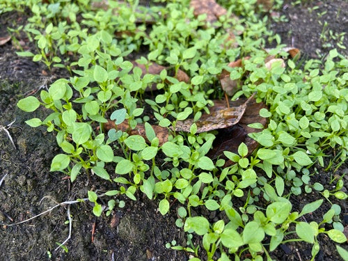 Ciecierzyca — Bild 3