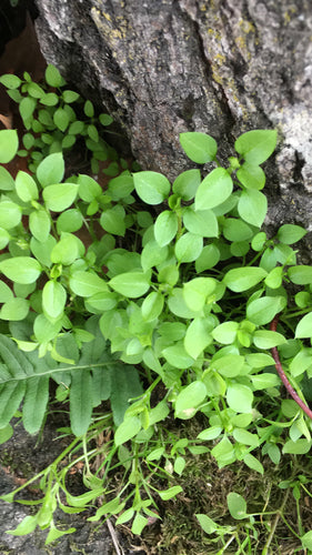 Ciecierzyca — Bild 2