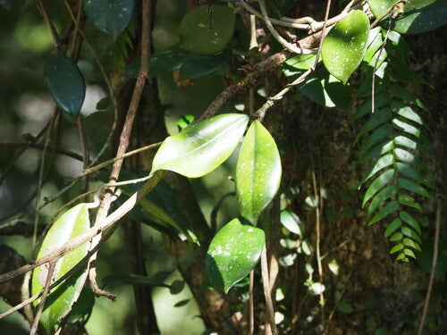 kwiat woskowy — Bild 4