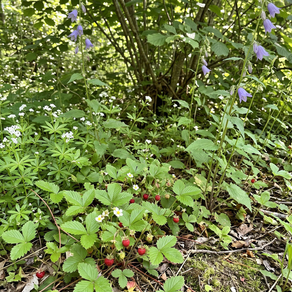 Wald-Erdbeere (Fragaria vesca) in Blüte im naturnahen Garten (KI-generiert)