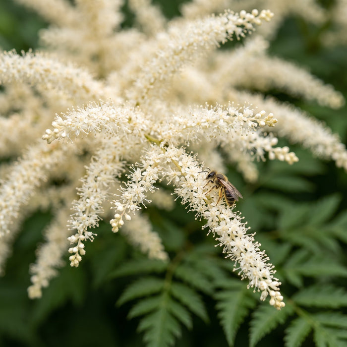 Blüte von Wald-Geißbart (Aruncus dioicus) in Nahaufnahme (KI-generiert)