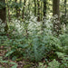 Wald-Labkraut (Galium sylvaticum) in Blüte im naturnahen Garten (KI-generiert)