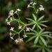 Blüte von Wald-Labkraut (Galium sylvaticum) in Nahaufnahme (KI-generiert)