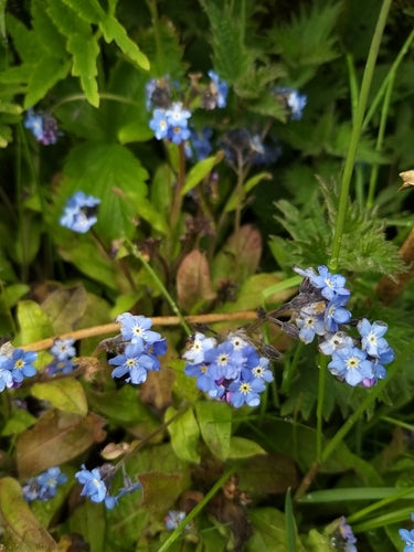 Leśne niezapominajki — Bild 4