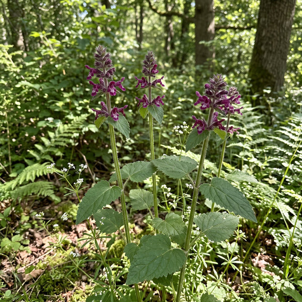 Wald-Ziest (Stachys sylvatica) in Blüte im naturnahen Garten (KI-generiert)