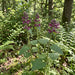 Wald-Ziest (Stachys sylvatica) in Blüte im naturnahen Garten (KI-generiert)