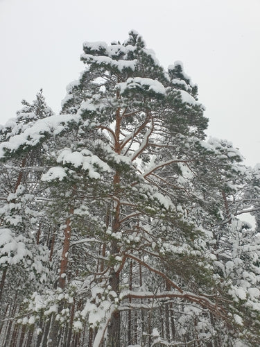 Sosna zwyczajna — Bild 2
