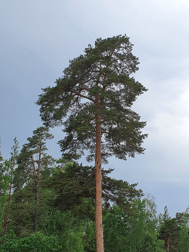 Sosna zwyczajna — Bild 4