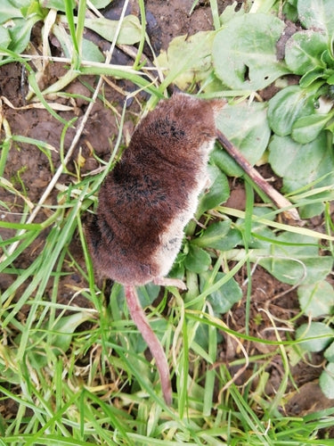 Woodshrew — Bild 5