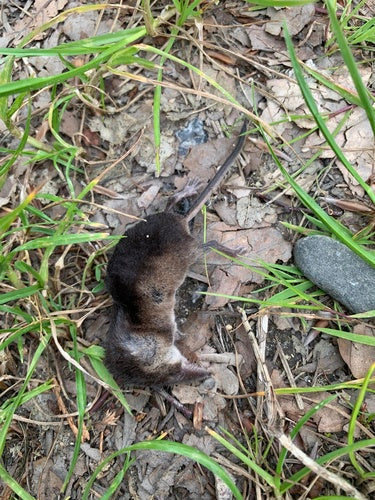 Woodshrew — Bild 3