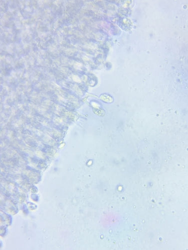 Walemia — Bild 5