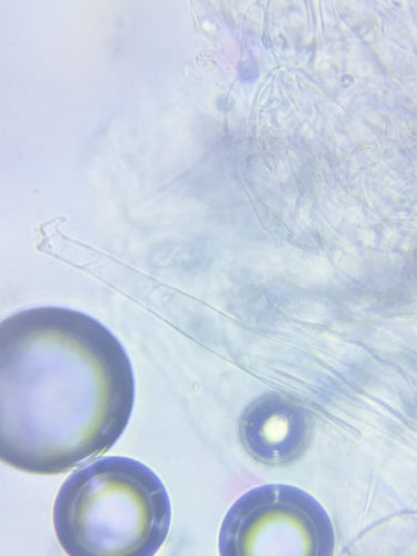 Walemia — Bild 3