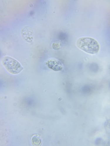 Walemia — Bild 1