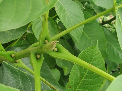 Drzewo orzechowe — Bild 4