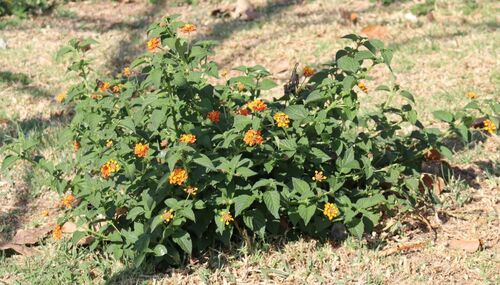 Lantana — Bild 4