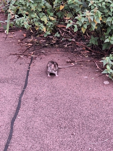 Wanderratte - Bild 8