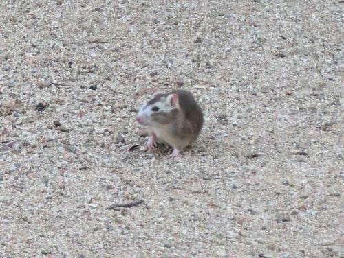 Wanderratte - Bild 6