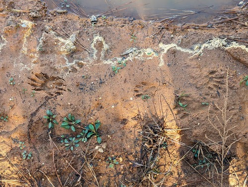 szop — Bild 2
