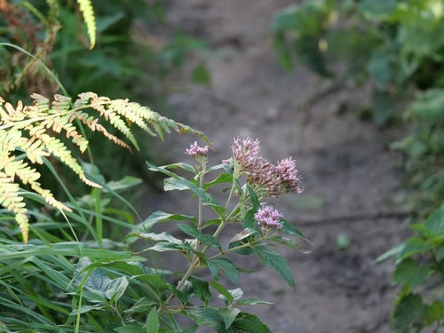 woda — Bild 4