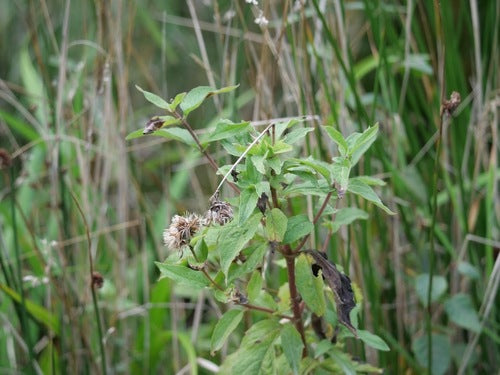 woda — Bild 5