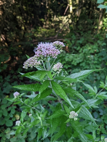 woda — Bild 3