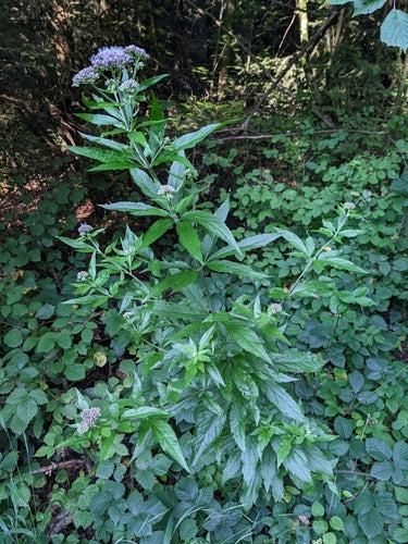woda — Bild 2
