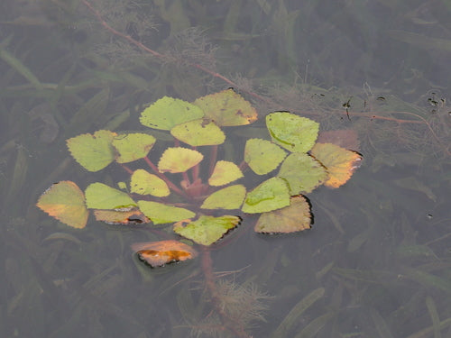 nakrętka wodna — Bild 2