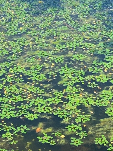 nakrętka wodna — Bild 1