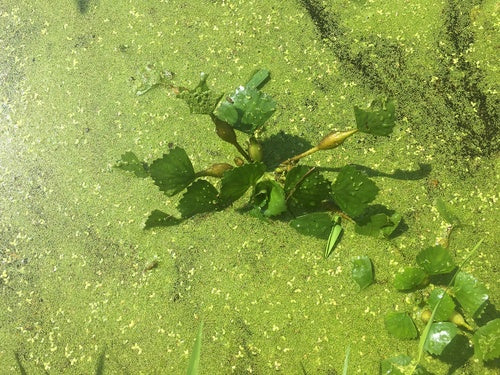 nakrętka wodna — Bild 3