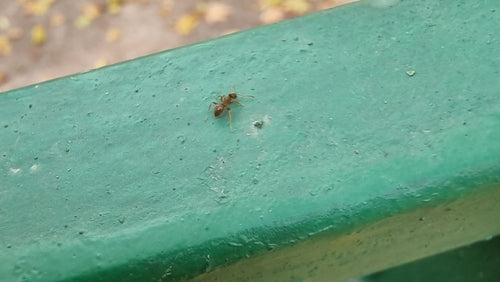Zaniedbana mrówka drzewna/ścieżkowa — Bild 4
