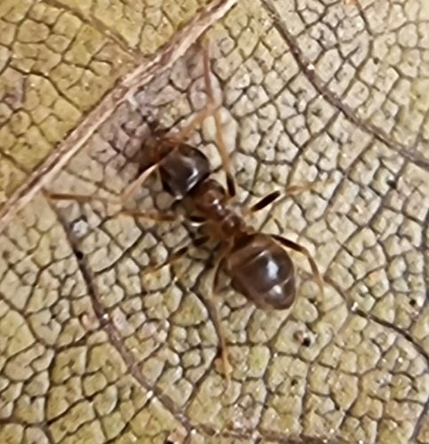 Zaniedbana mrówka drzewna/ścieżkowa — Bild 3