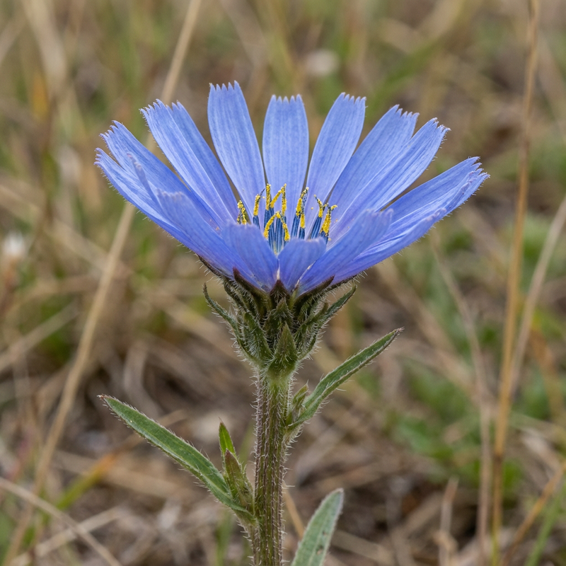 Czekanie