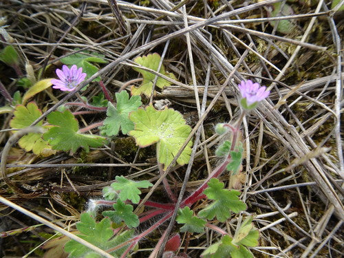Miękki żuraw — Bild 4