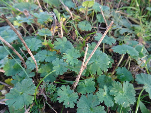 Miękki żuraw — Bild 3