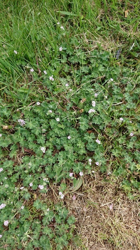 Miękki żuraw — Bild 5