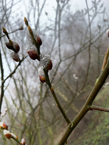 pastwisko — Bild 3