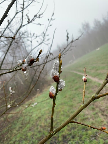 pastwisko — Bild 2