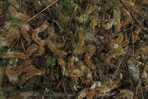 pastwisko — Bild 5