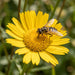 Blüte von Weidenblättriges Ochsenauge (Buphthalmum salicifolium) in Nahaufnahme (KI-generiert)