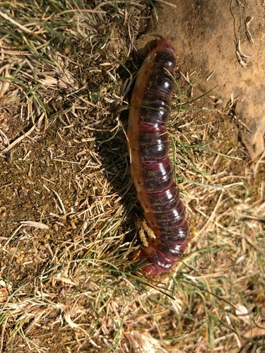 Świder wierzbowy — Bild 2