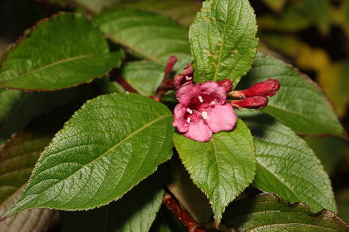 Weigela — Bild 5