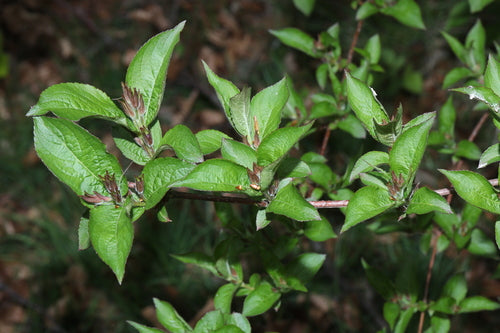 Weigela — Bild 2