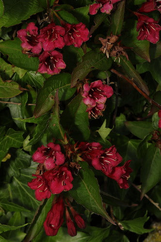 Weigela — Bild 3