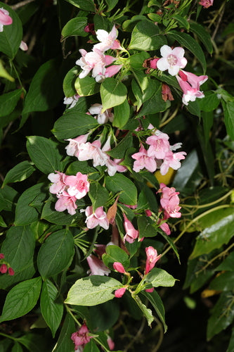 Weigela — Bild 2