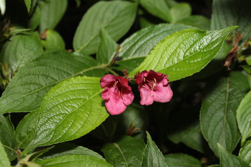 Weigela — Bild 4