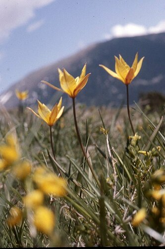 Tulipan z winnicy — Bild 2